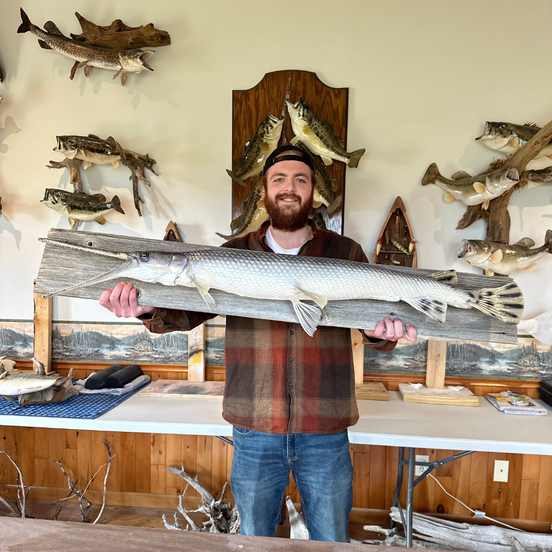 Longnose Gar Skin Mount by Roth Taxidermy