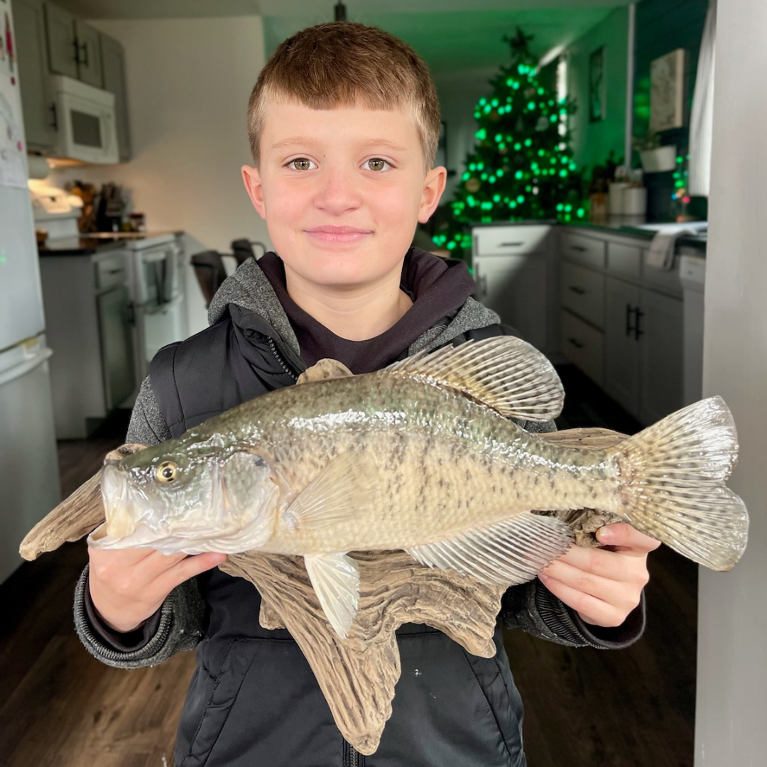 Crappie Skin Mount by Roth Taxidermy